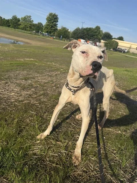 An adult medium-sized female Pit Bull Terrier dog named Powder for adoption in Indianapolis, IN