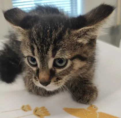 A young small-sized male Domestic Short Hair cat named Jet for adoption in Lafayette, IN