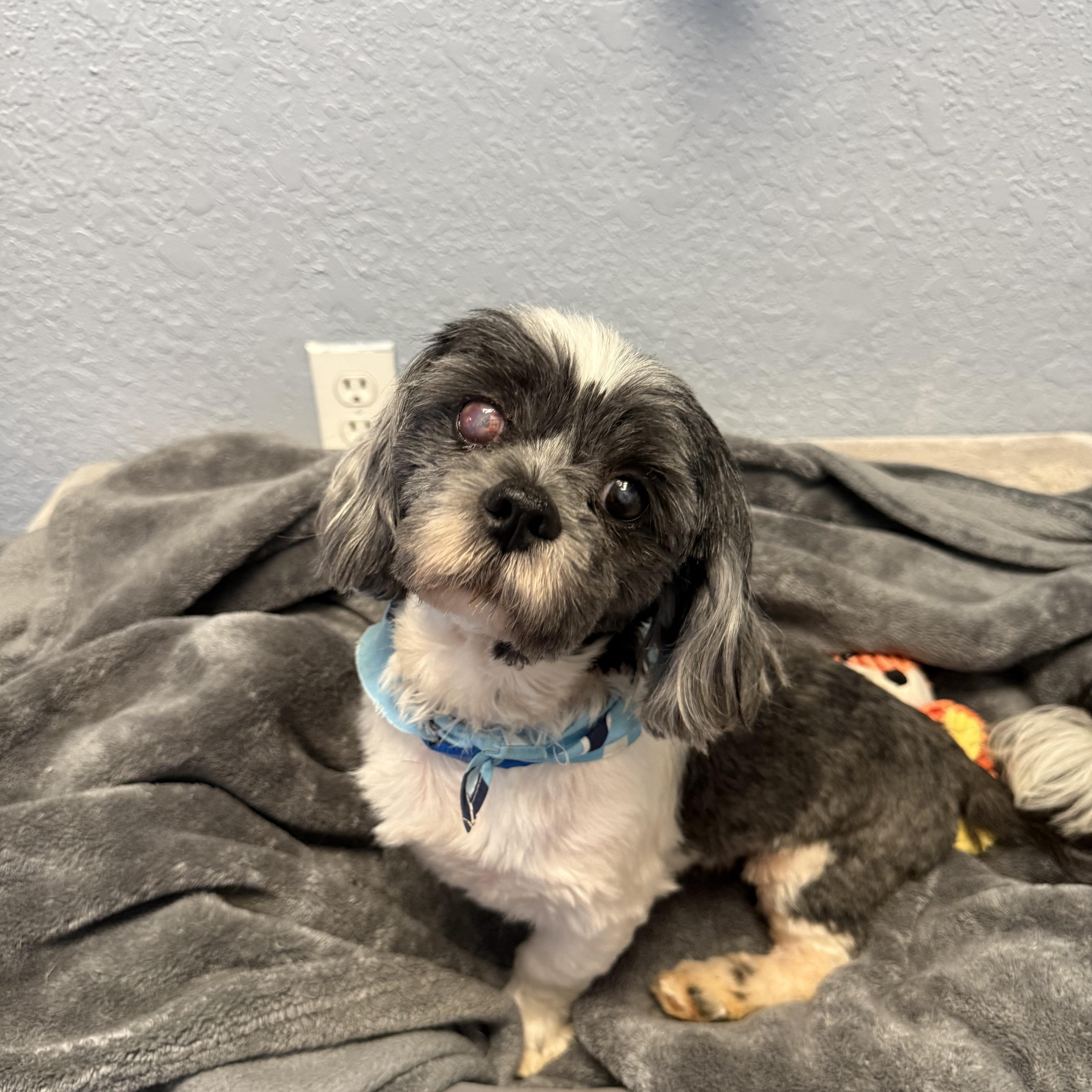 An adult small-sized male Shih Tzu dog named Nico Woo for adoption in Oklahoma City, OK