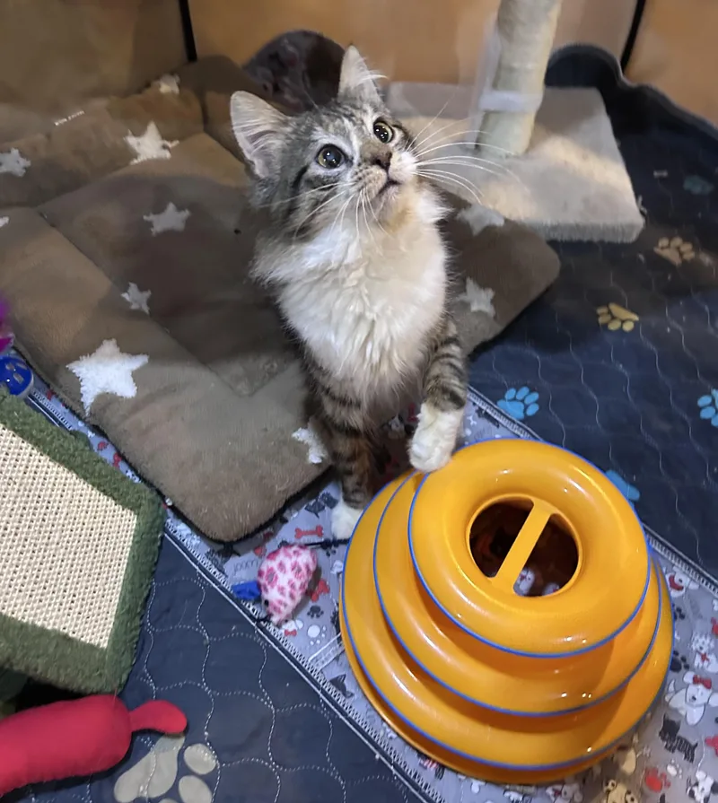 A young small-sized male Domestic Long Hair cat named Norman for adoption in Allentown, NJ