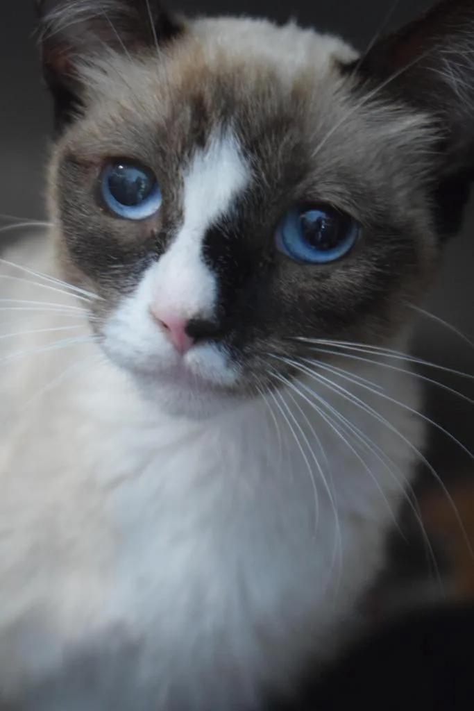 A baby medium-sized female Domestic Short Hair cat named Storm for adoption in Pahrump, NV