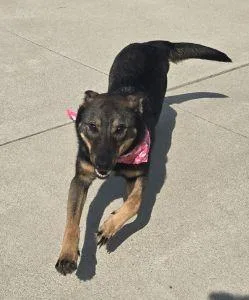 A young large-sized female German Shepherd Dog dog named Ellie Mae for adoption in Bucyrus, OH