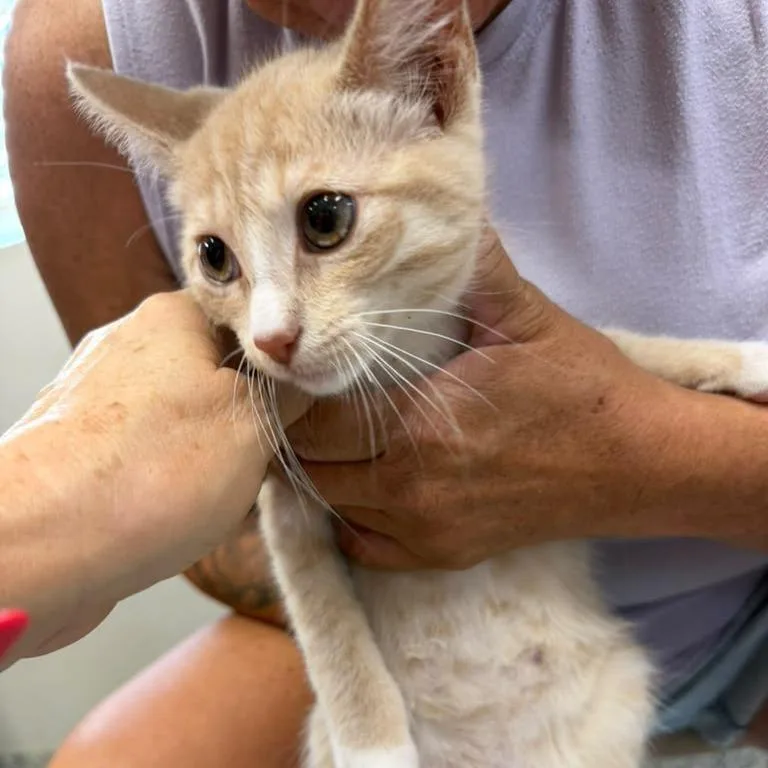 A baby small-sized male Buff / Tan / Fawn Domestic Short Hair cat named Fondue for adoption in Kingman, KS