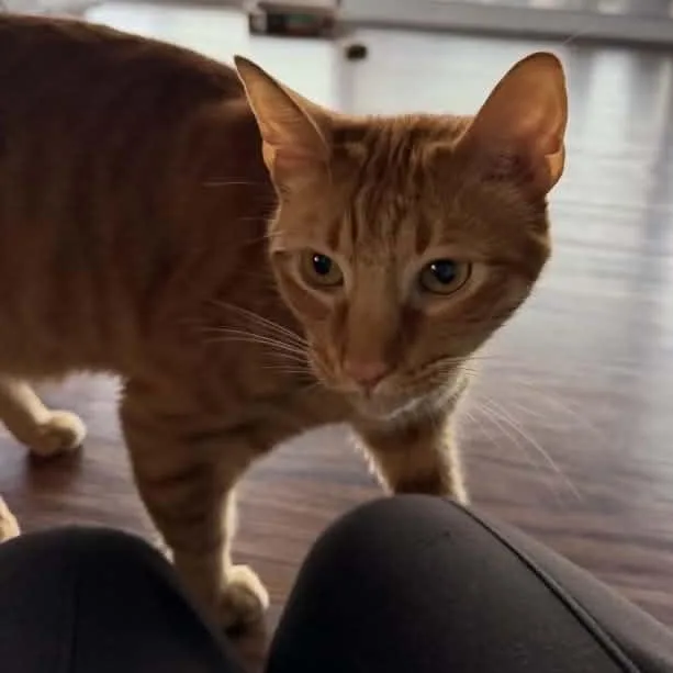 An adult large-sized male Tabby (Orange / Red) Domestic Short Hair cat named Collin for adoption in Antioch, CA