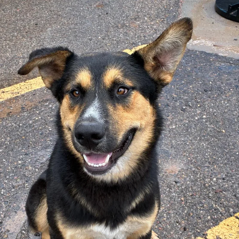 An adult large-sized male Shepherd dog named Billy Butcherson for adoption in Bernalillo, NM