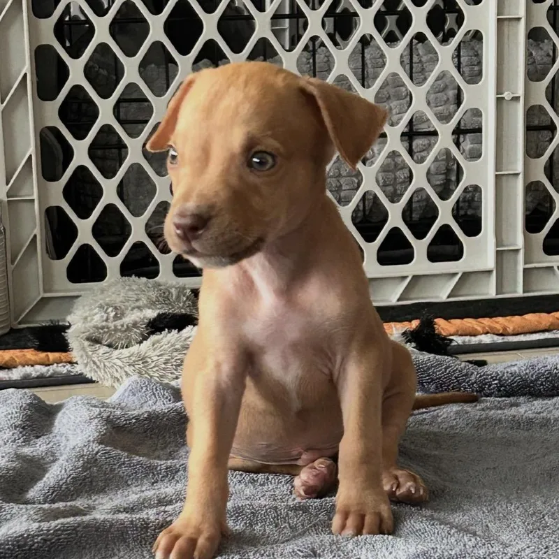 A baby small-sized male Brown / Chocolate Terrier dog named Surfer for adoption in Boerne, TX
