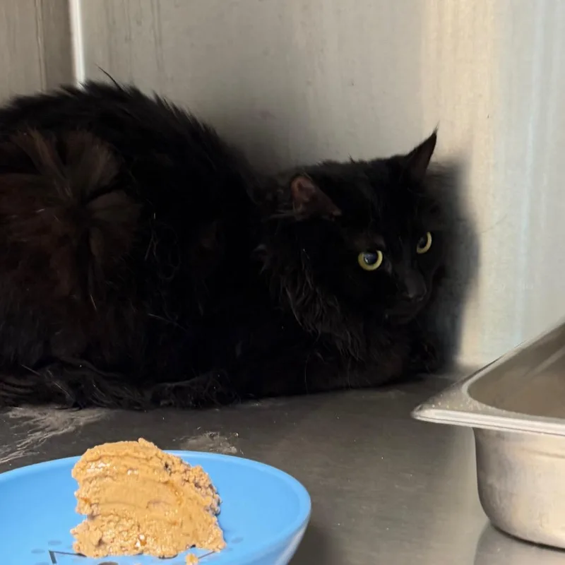 A young medium-sized male Domestic Medium Hair cat named Skeleton for adoption in Englewood, FL