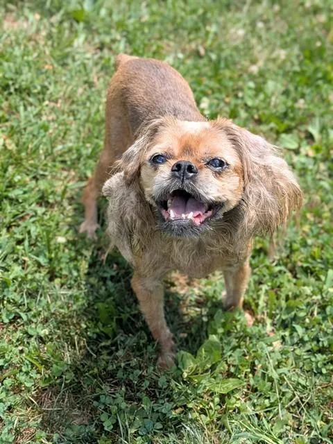 An adult small-sized male Terrier dog named Gremlin for adoption in Saint Peters, MO