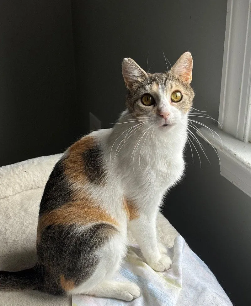 A young medium-sized female Calico cat named Bunny for adoption in Garner, NC