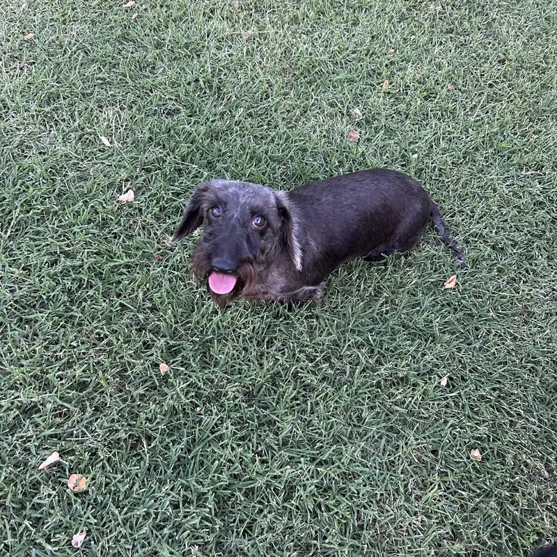 An adult small-sized female Apricot / Beige Wirehaired Dachshund dog named Evie for adoption in Chickasha, OK