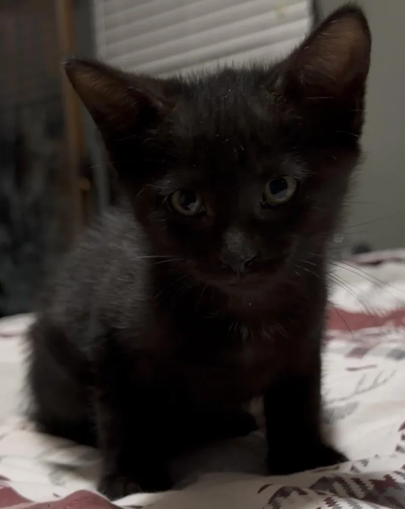 A baby medium-sized male Black Domestic Short Hair cat named Zoomer for adoption in Ponchatoula, LA