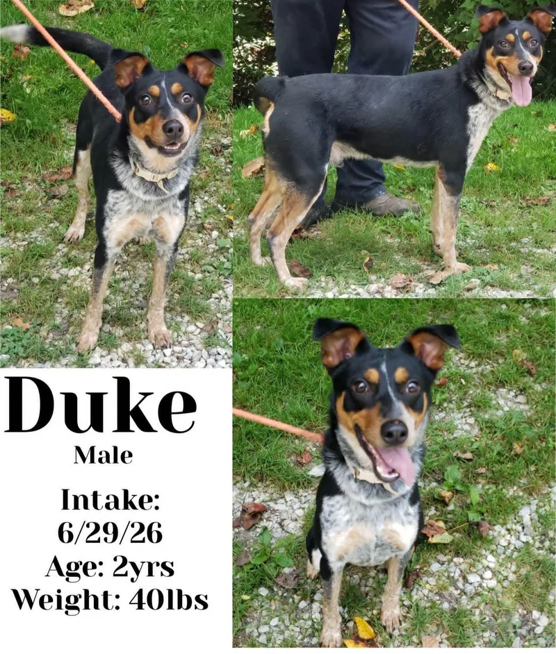 An adult medium-sized male Tricolor (Brown, Black, & White) Australian Cattle Dog / Blue Heeler dog named Duke for adoption in Staffordsville, KY