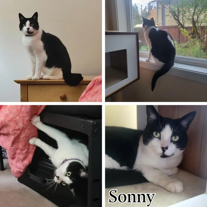 An adult medium-sized female Black & White / Tuxedo Domestic Short Hair cat named Sonny for adoption in Newberg, OR