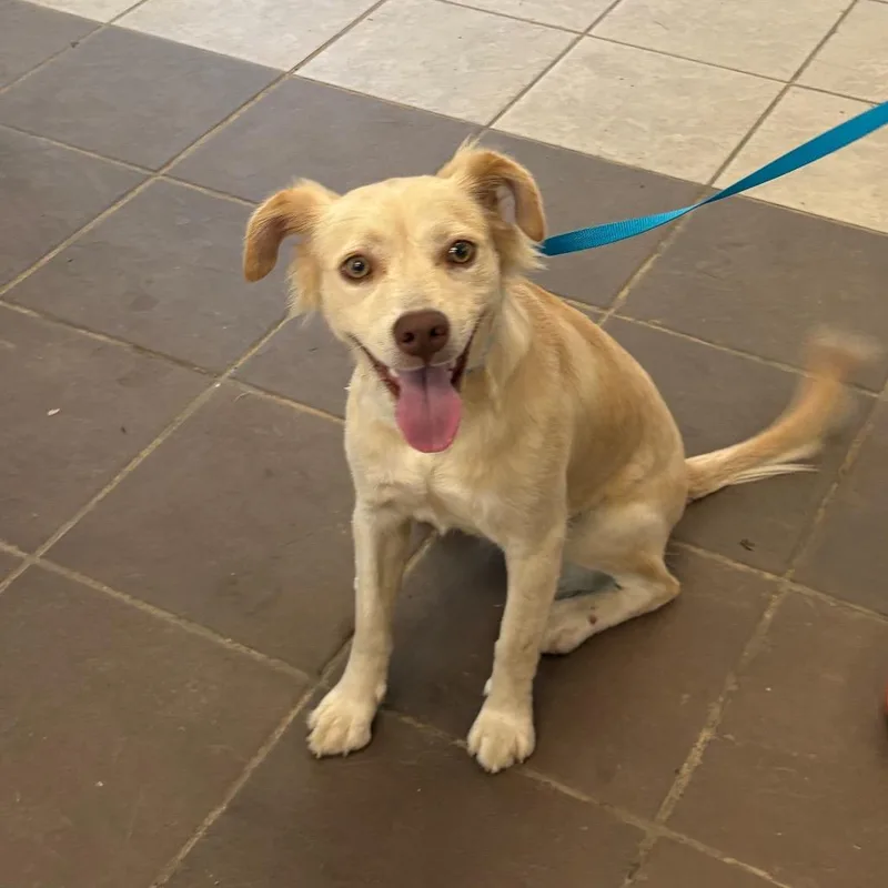A young medium-sized female White / Cream Mixed Breed dog named Shine for adoption in Columbus, GA