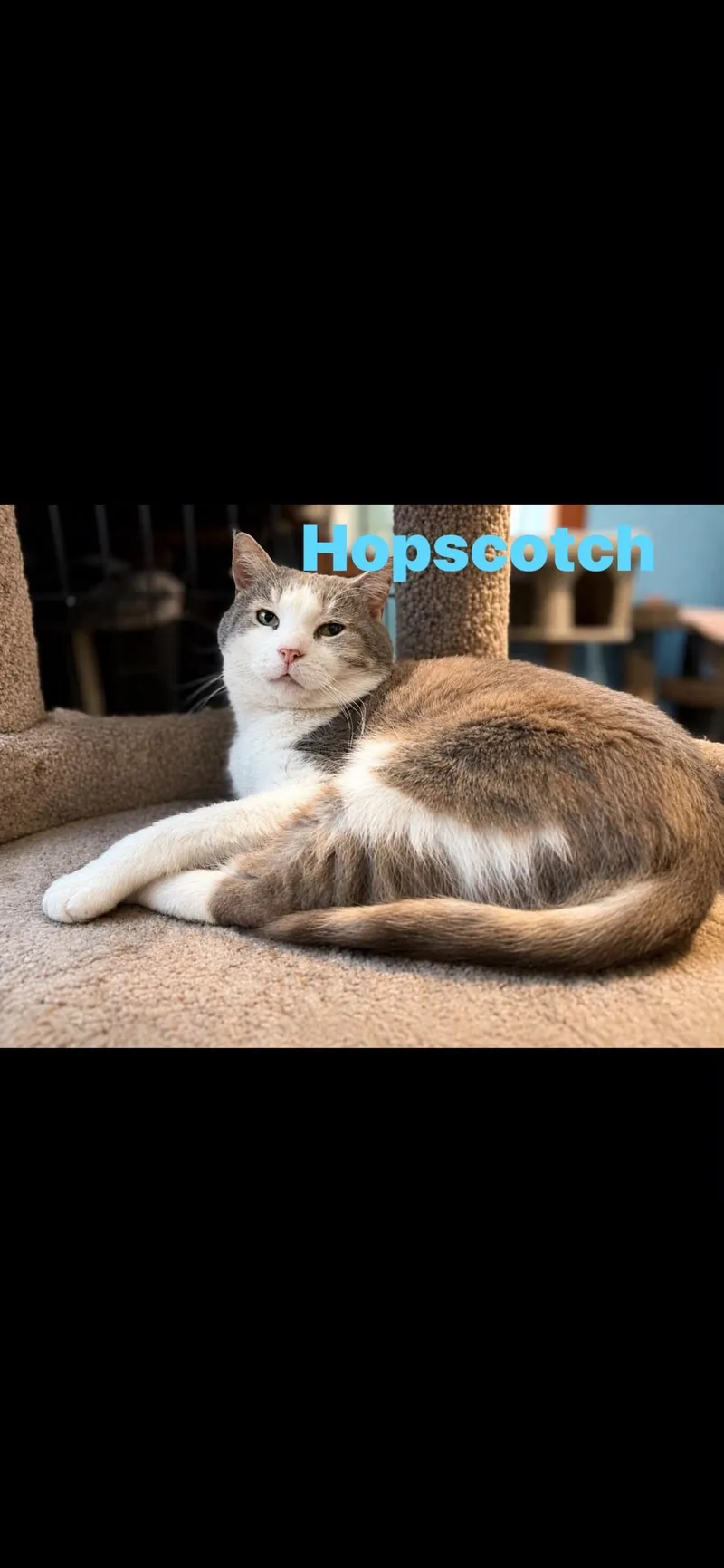 An adult medium-sized male Gray & White Domestic Short Hair cat named Hopscotch for adoption in Springdale, PA