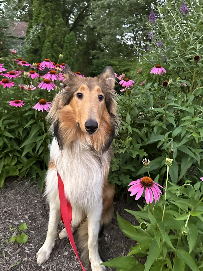 A young large-sized male Collie dog named Duffy for adoption in Chantilly, VA
