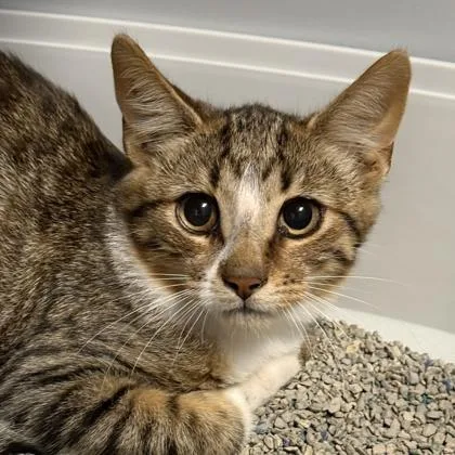 A young medium-sized male Brown / Chocolate Domestic Short Hair cat named Rhododendron for adoption in Lansing, MI