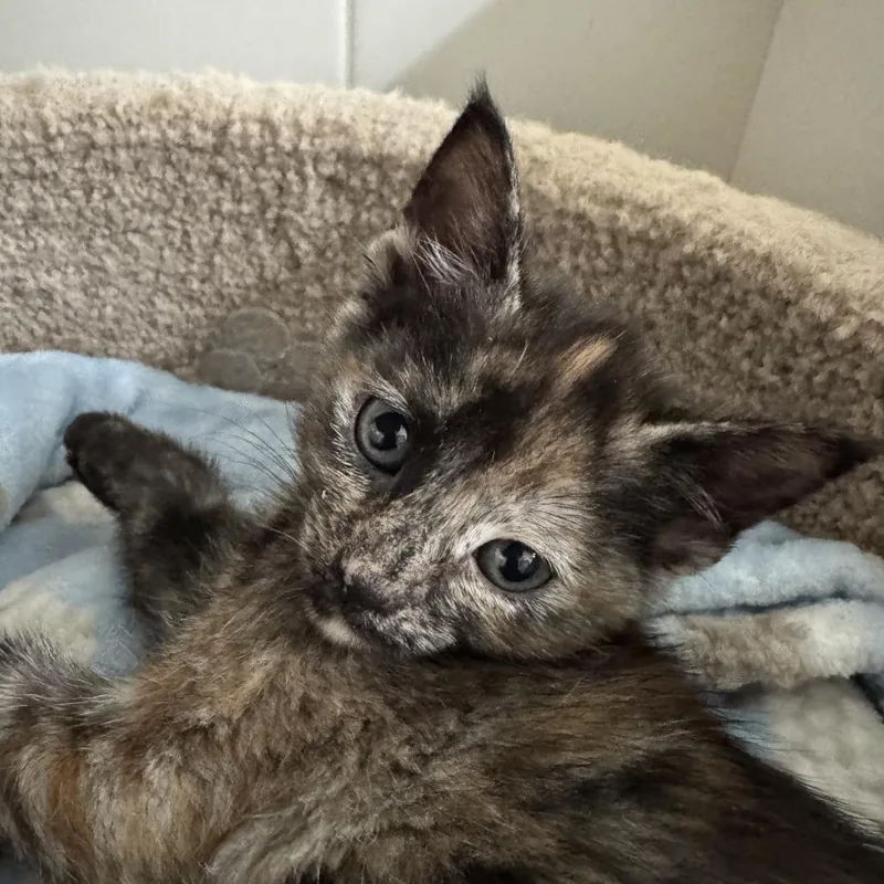 A baby small-sized female Tortoiseshell Domestic Short Hair cat named Lola for adoption in Hemet, CA