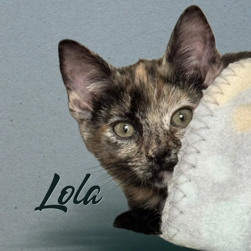 Lola thumbnail 2