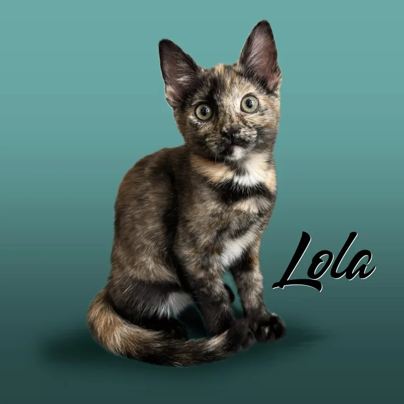 Lola thumbnail 3