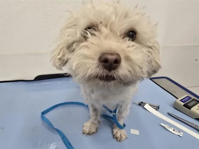 A young small-sized female Maltese dog named Coco for adoption in Mesa, AZ