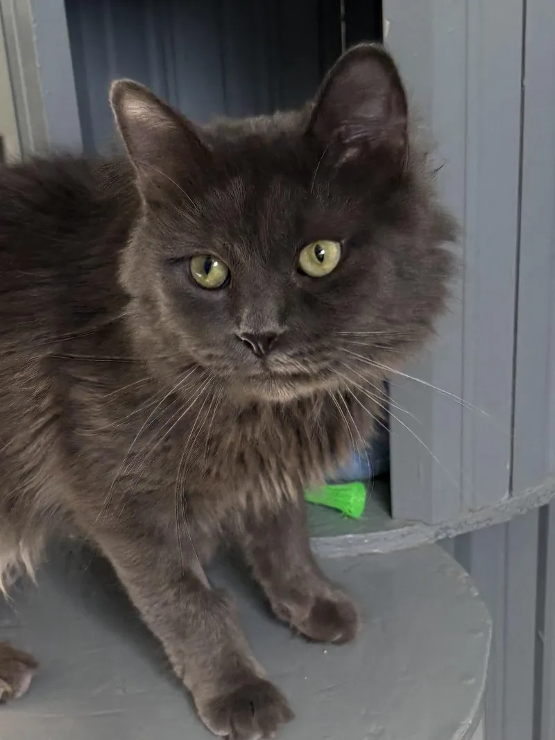 An adult medium-sized male Domestic Long Hair cat named Chiggy for adoption in Big Rapids, MI