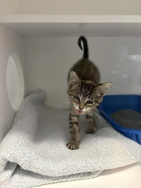 A young medium-sized female Brown / Chocolate Domestic Short Hair cat named Mish Mash for adoption in Fort Collins, CO