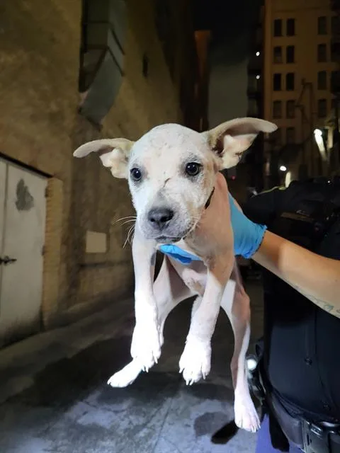 A baby small-sized male Terrier dog named Lamonte for adoption in San Antonio, TX