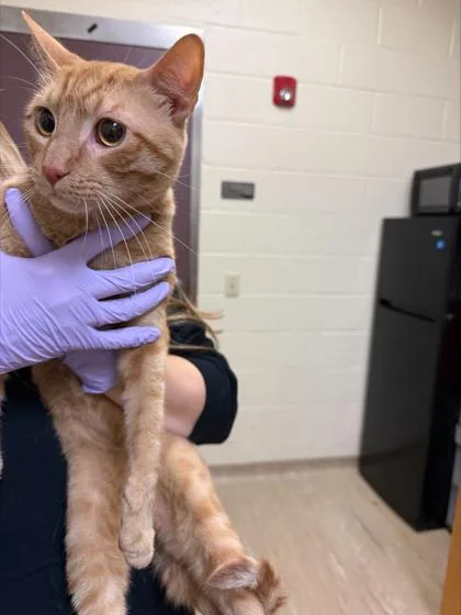 An adult small-sized male Domestic Short Hair cat named Leonard for adoption in West Chester, PA