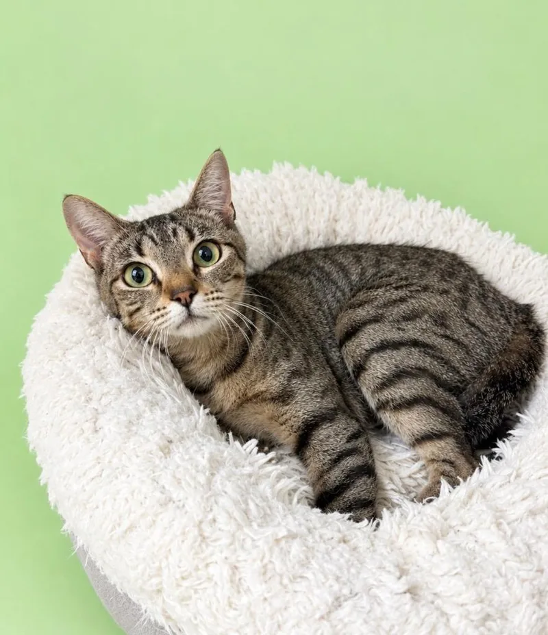 A young medium-sized female Domestic Short Hair cat named Fern for adoption in Little Rock, AR