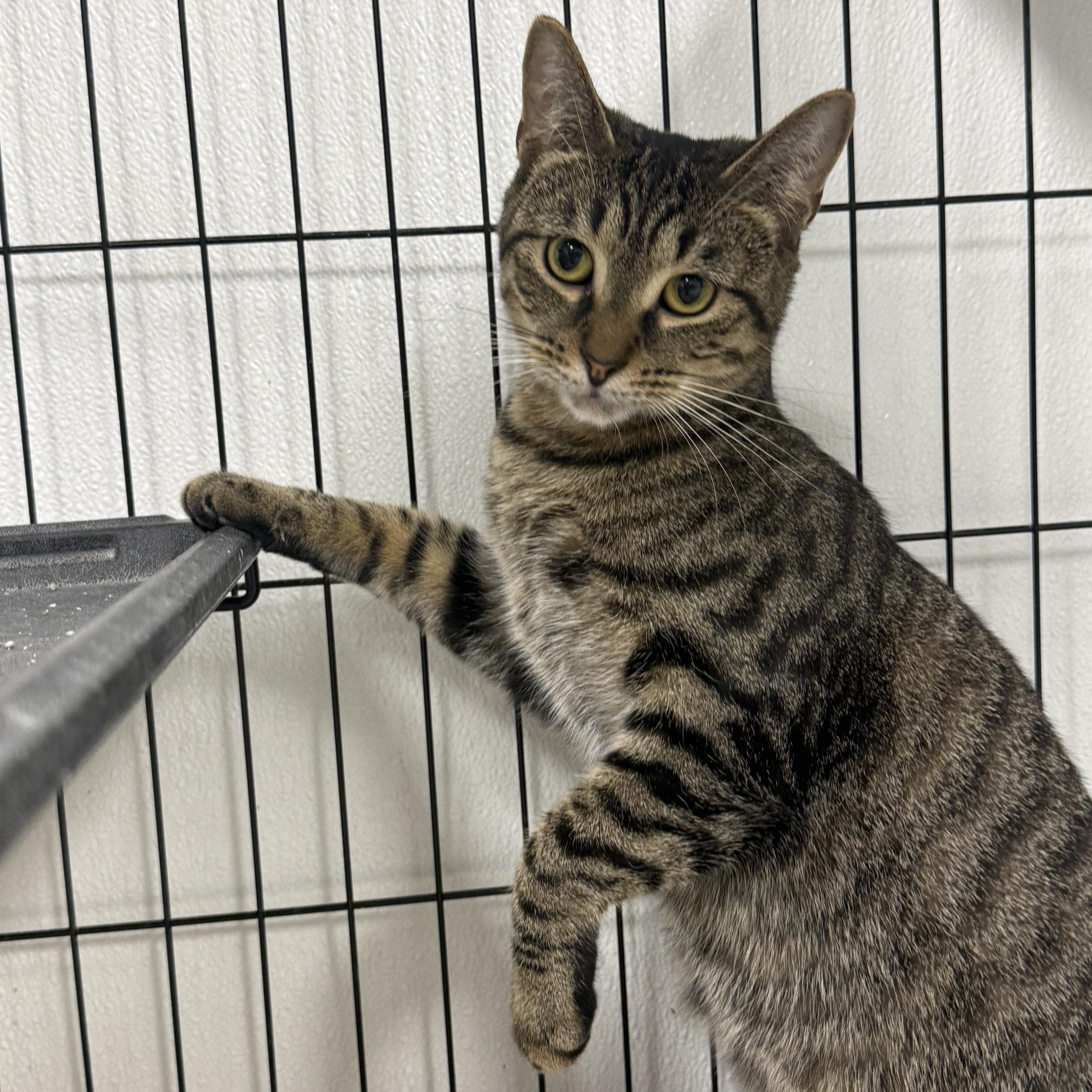 A young medium-sized female Tabby (Brown / Chocolate) Domestic Short Hair cat named Tigger for adoption in Youngstown, OH