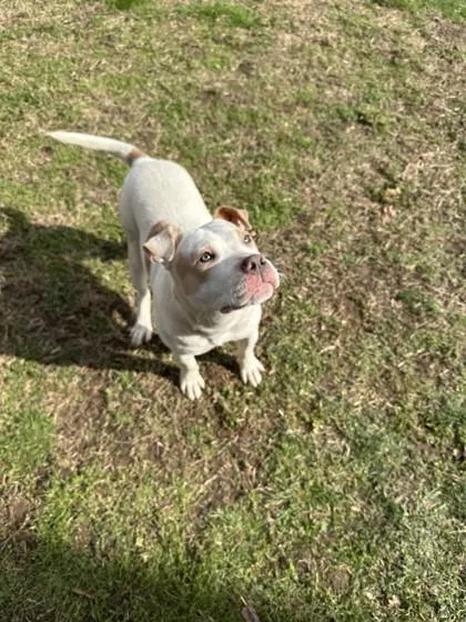An adult large-sized female Mixed Breed dog named Honey for adoption in West Chester, PA