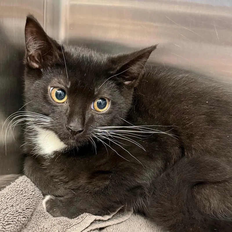 A baby small-sized male Black Domestic Short Hair cat named Pig for adoption in East Hanover, NJ