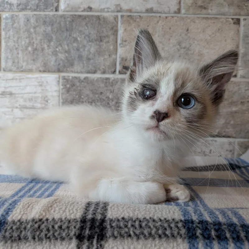 A baby small-sized male Siamese cat named Kix for adoption in Lakeland, FL