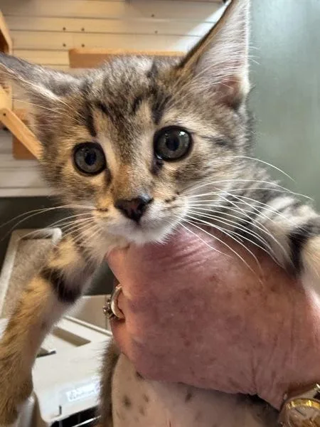 A baby small-sized female Domestic Short Hair cat named Gemstone for adoption in Monterey, CA
