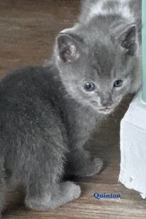 A baby medium-sized male Gray / Blue / Silver Domestic Short Hair cat named Quinton for adoption in Carneys Point, NJ