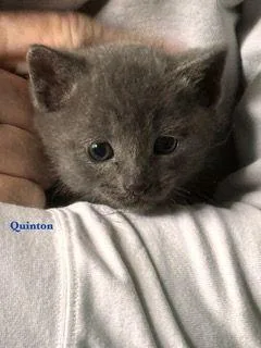 Quinton thumbnail 2