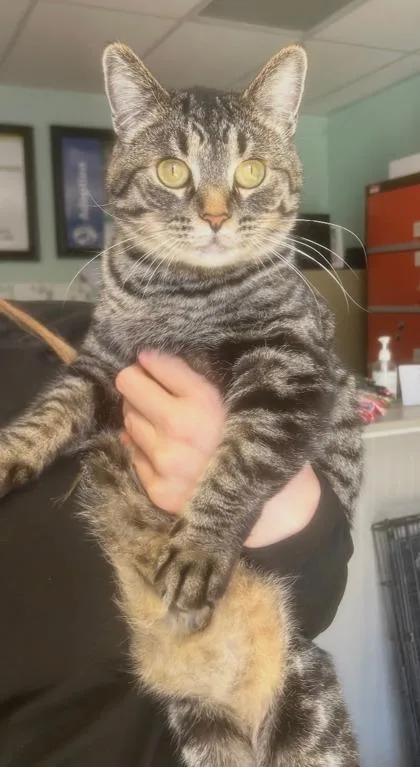A young small-sized female Domestic Short Hair cat named Hera for adoption in Pendleton, OR