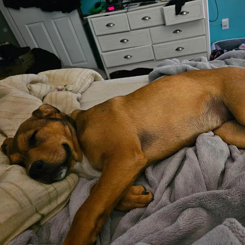 Hazel thumbnail 5
