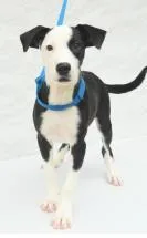 A young large-sized female Mixed Breed dog named Cordelia for adoption in Kansas City, MO