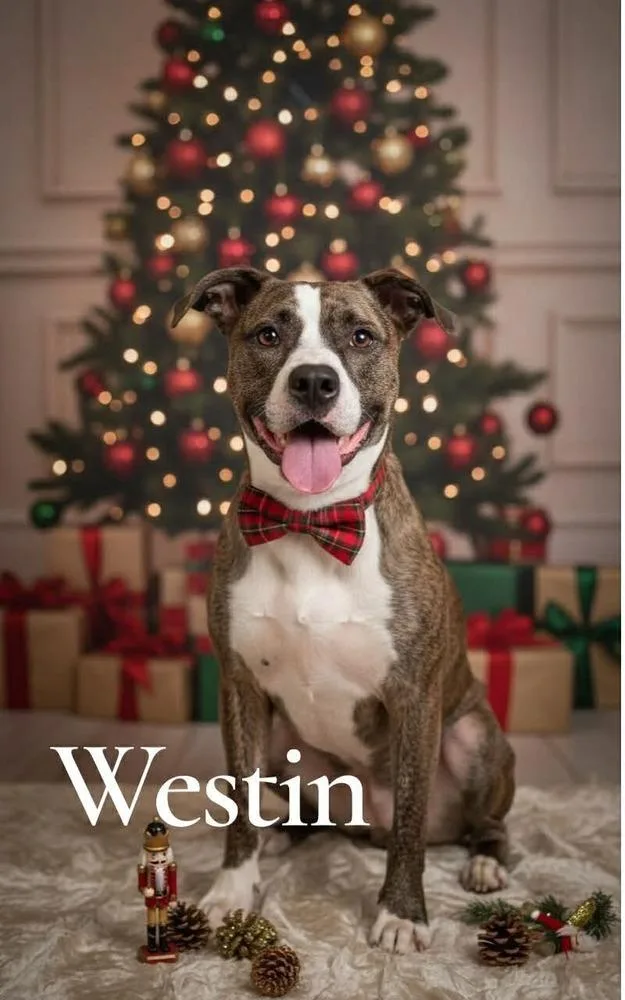 Westin A 🇨🇦 💜 thumbnail 6