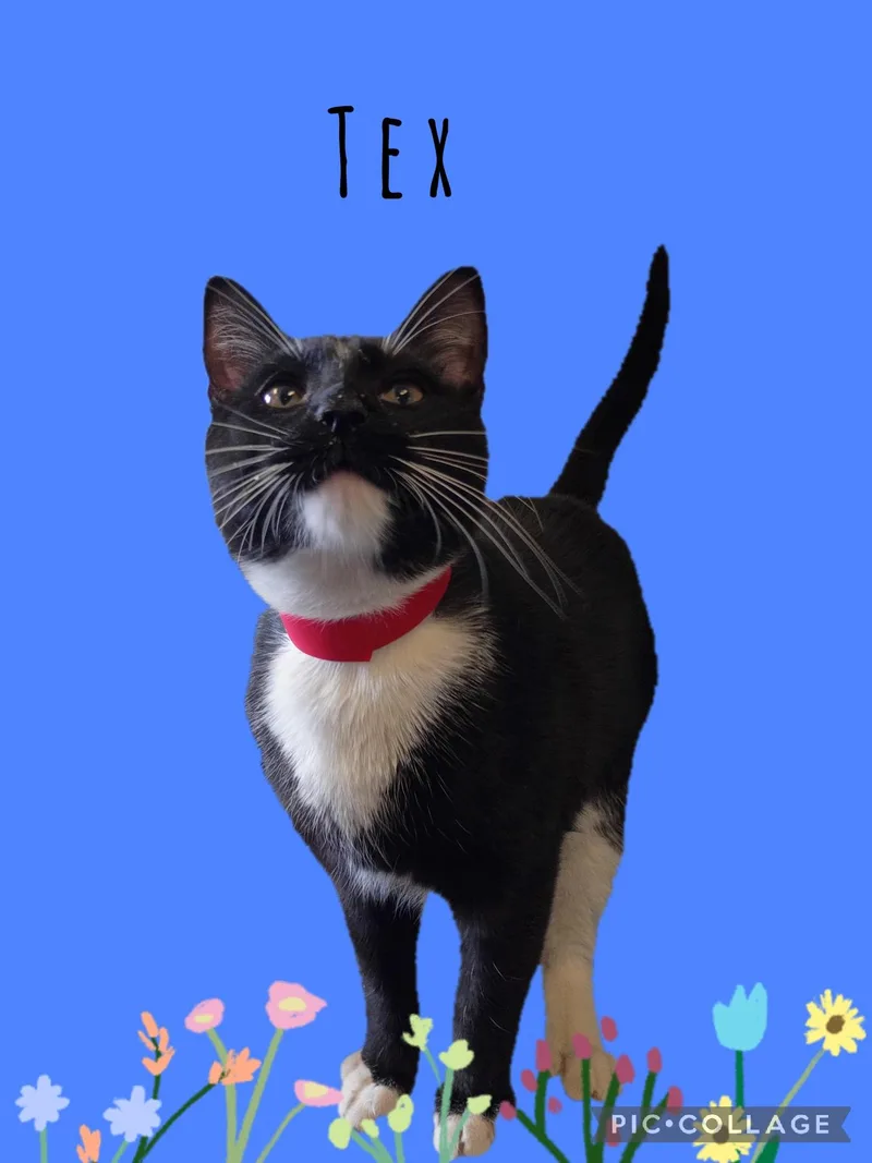 A young medium-sized male Tuxedo cat named Tex for adoption in Muncie, IN