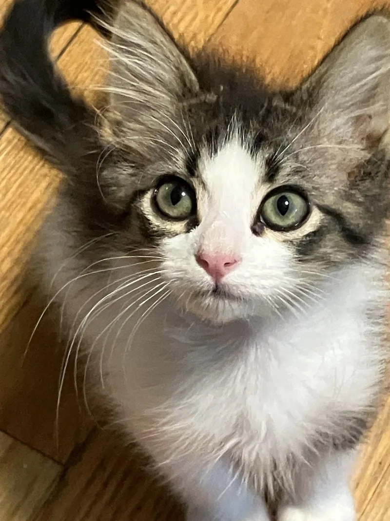 A baby small-sized male White Domestic Short Hair cat named Louie for adoption in Manhattan, KS