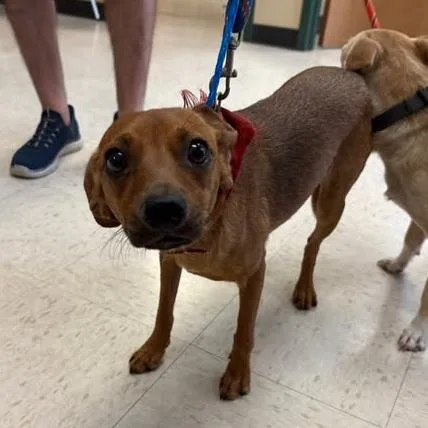 A young small-sized male Brown / Chocolate Chihuahua dog named Lito for adoption in Houston, TX