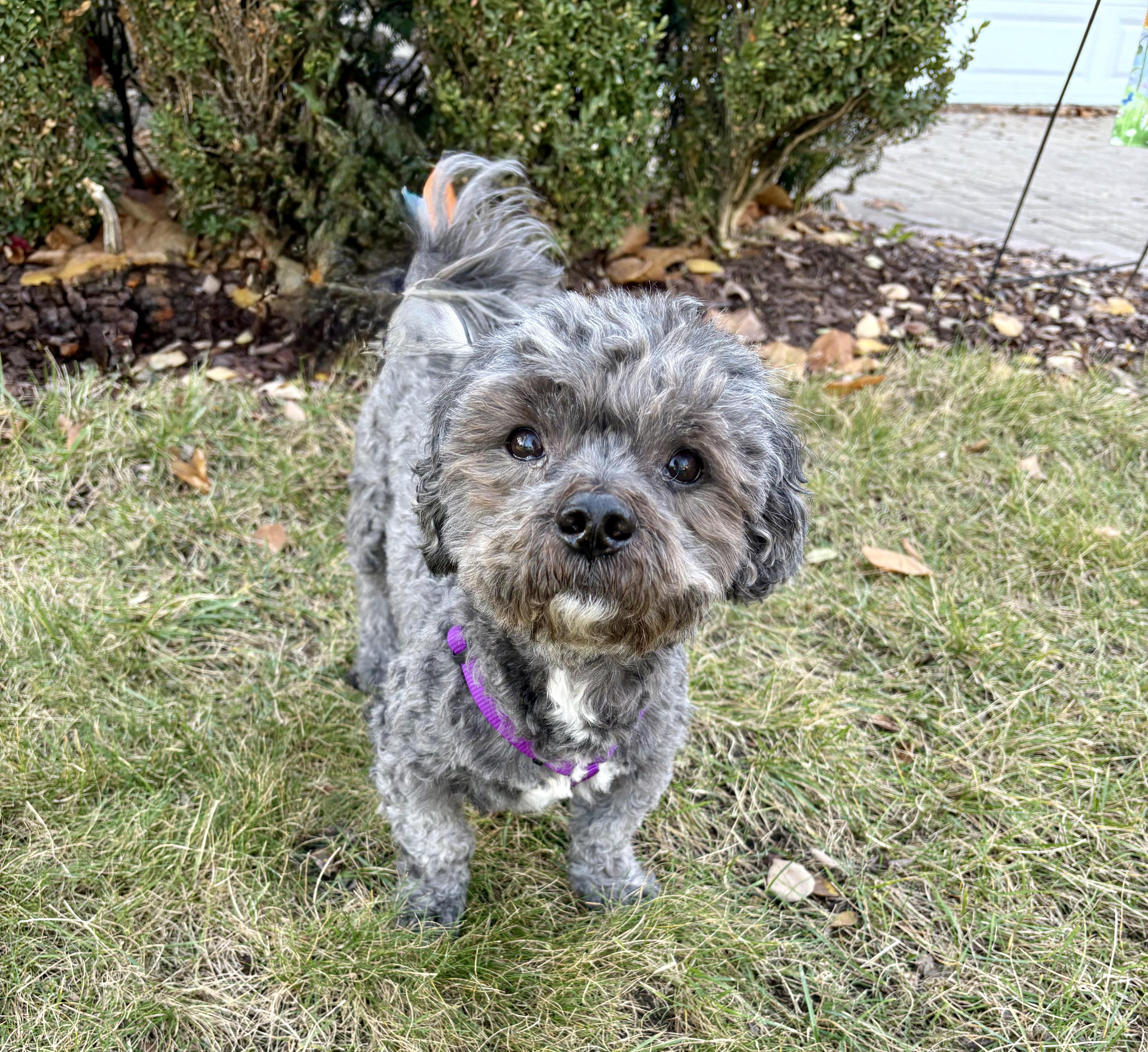An adult small-sized male Gray / Blue / Silver Shih poo dog named Boo for adoption in Orland Park, IL