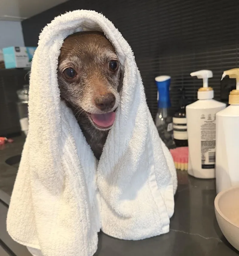 A senior small-sized female Chihuahua dog named Betty Boop for adoption in Brooklyn, NY