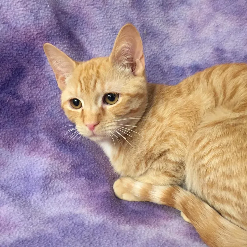 An adult large-sized male Orange / Red Domestic Short Hair cat named Scooter Fersch for adoption in Merrifield, VA