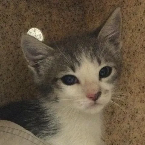 A baby small-sized male Domestic Short Hair cat named Shaggy for adoption in Riverside, CA