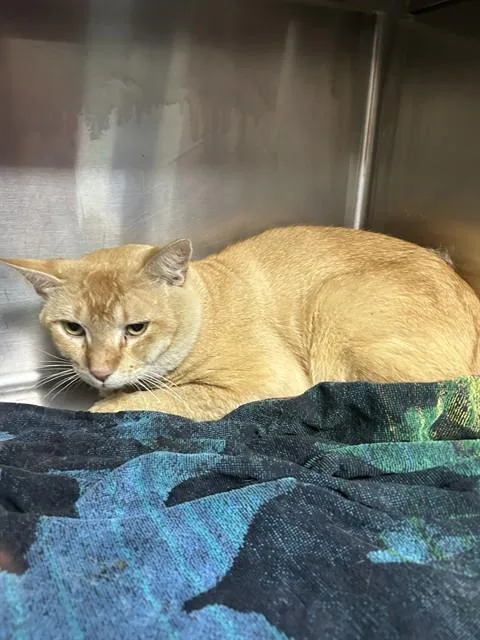 An adult large-sized male Domestic Short Hair cat named A for adoption in Pasadena, TX