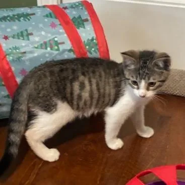 A baby small-sized male Brown / Chocolate Domestic Short Hair cat named Reese's Pieces for adoption in Springfield, IL